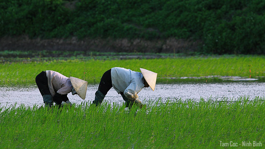 Repiquage du Riz – Ninh Binh Nord Vietnam