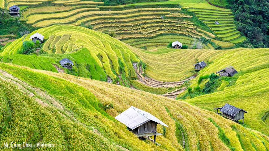 Rizière en récolte Mu Cang Chai Nord Vietnam