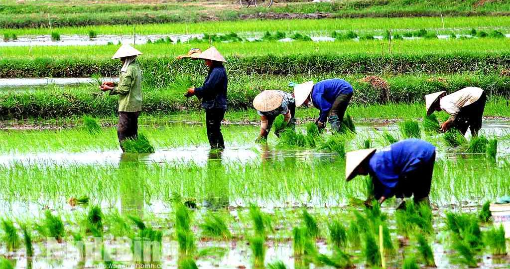 chapeau conique vietnamien