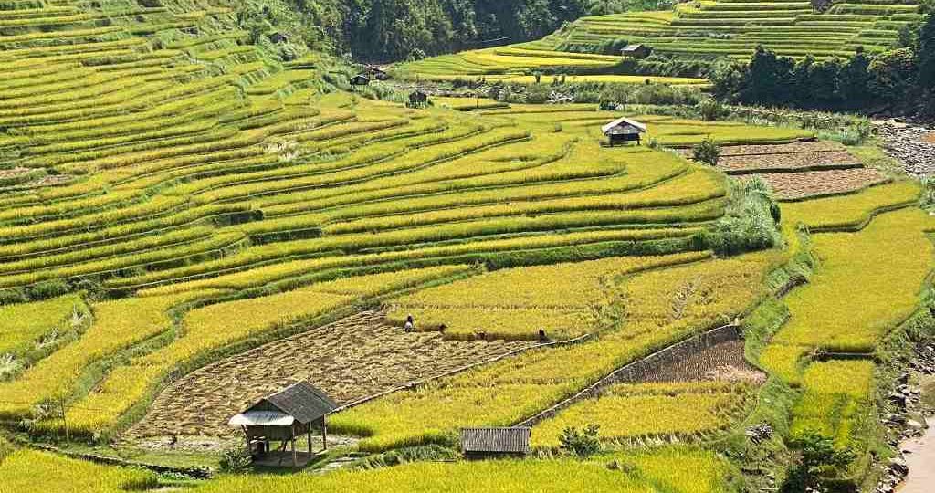 quand partir nord vietnam mu cang chai