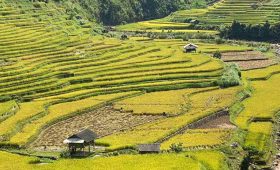 quand partir nord vietnam mu cang chai