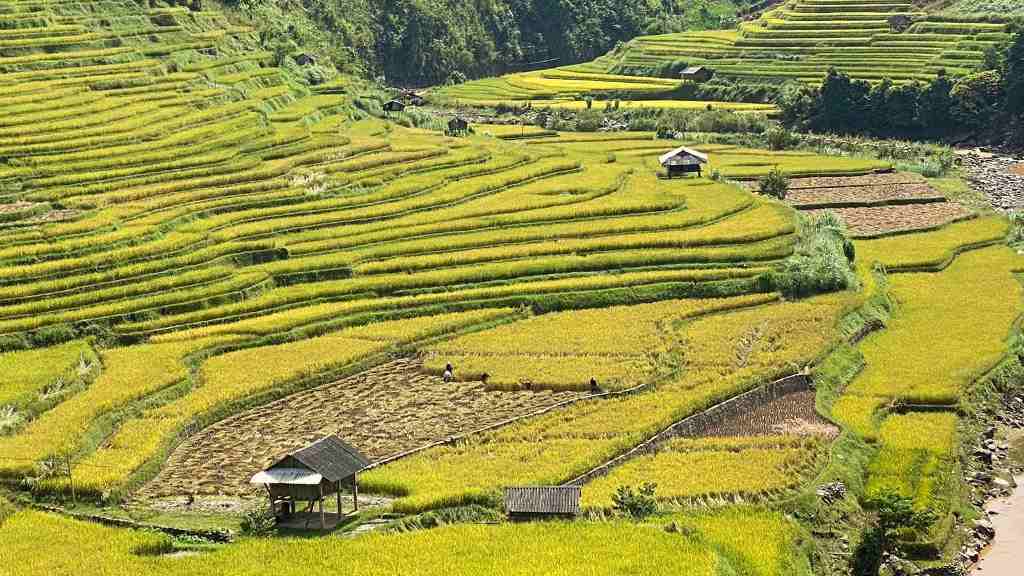 quand partir nord vietnam mu cang chai